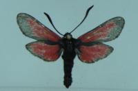 Zygaena trifolii