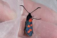 Zygaena transalpina