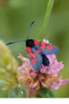 Zygaena trifolii
