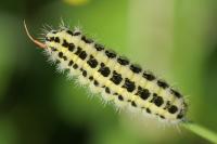 Zygaena trifolii