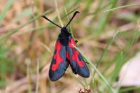 Zygaena trifolii