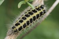 Zygaena filipendulae/trifolii