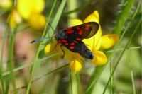 Zygaena trifolii