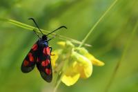 Zygaena trifolii