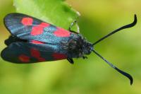 Zygaena trifolii