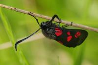 Zygaena trifolii