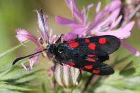 Zygaena trifolii