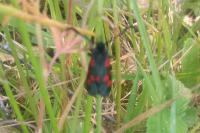 Zygaena trifolii