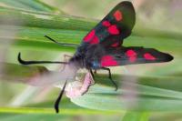 Zygaena trifolii
