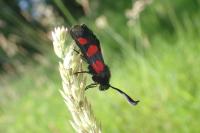 Zygaena trifolii