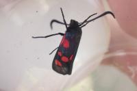 Zygaena trifolii