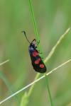 Zygaena trifolii
