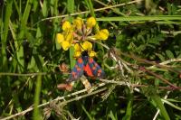 Zygaena transalpina