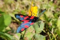 Zygaena trifolii