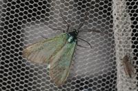 Jordanita globulariae