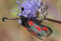 Zygaena sarpedon
