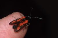 Zygaena sarpedon