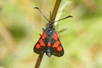 Zygaena trifolii
