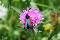 Zygaena trifolii