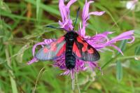 Zygaena trifolii