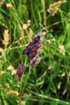 Zygaena filipendulae