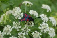 Zygaena trifolii