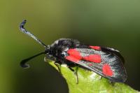 Zygaena sarpedon