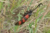 Zygaena filipendulae