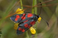 Zygaena transalpina