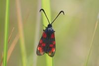 Zygaena transalpina