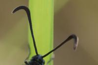 Zygaena transalpina