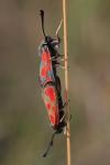 Zygaena loti