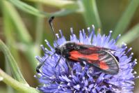 Zygaena sarpedon