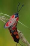Zygaena loti