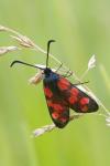 Zygaena transalpina