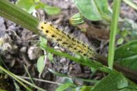 Zygaena ephialtes