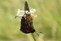 Zygaena filipendulae