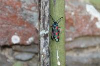 Zygaena ephialtes