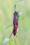 Zygaena filipendulae