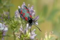 Zygaena filipendulae