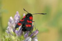 Zygaena filipendulae