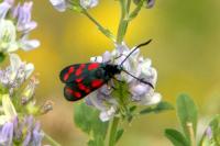 Zygaena filipendulae