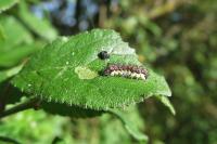 Aglaope infausta
