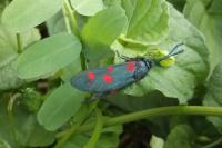 Zygaena ephialtes