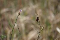Zygaena sarpedon