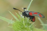 Zygaena sarpedon