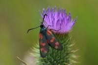 Zygaena filipendulae