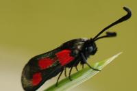 Zygaena sarpedon