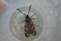 Zygaena filipendulae