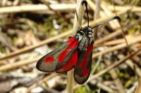 Zygaena sarpedon